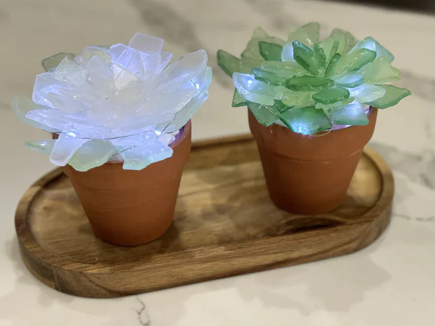 11/05/25 -  (Wed@10am) PRIVATE EVENT - Sea Glass Succulents Workshop